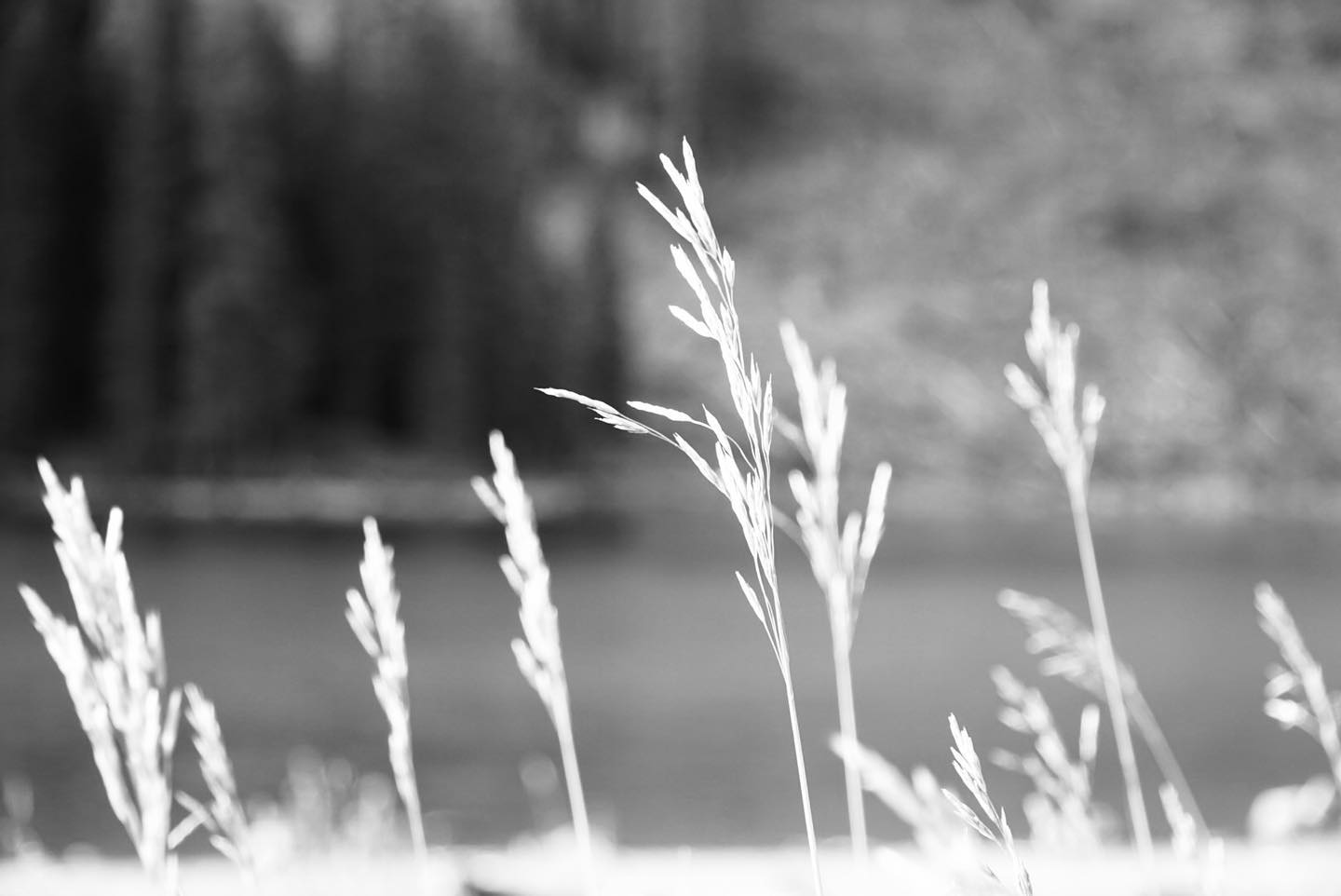 Further Than The Forest photo 3