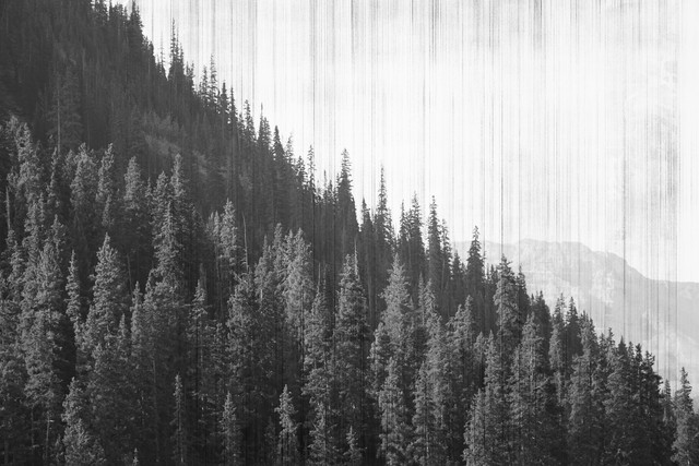 Further Than The Forest photo 1