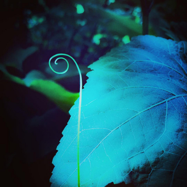 Kolide photo 7